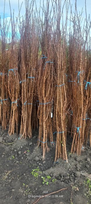 Pomi fructiferi și butasi vita de vie