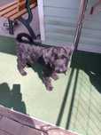 Schnauzer standard mittelschnauzer Negru pedigree tip A