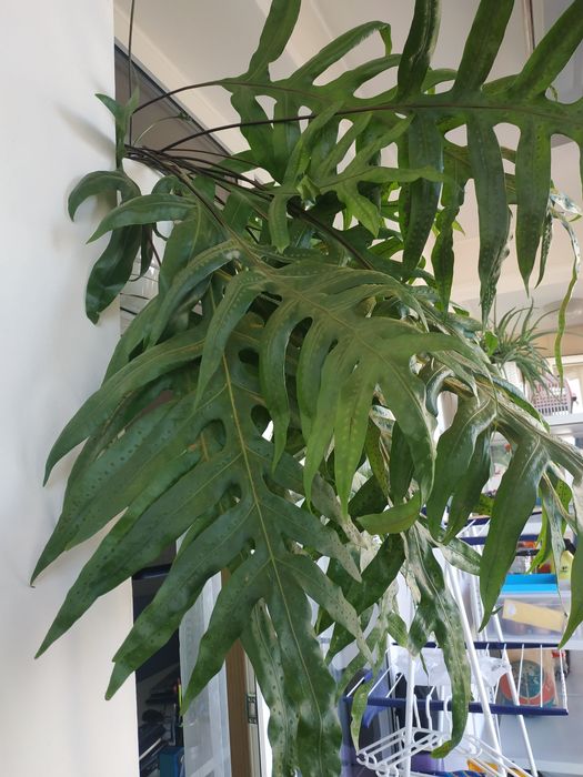 Флебодиум (семейство папоротниковых)