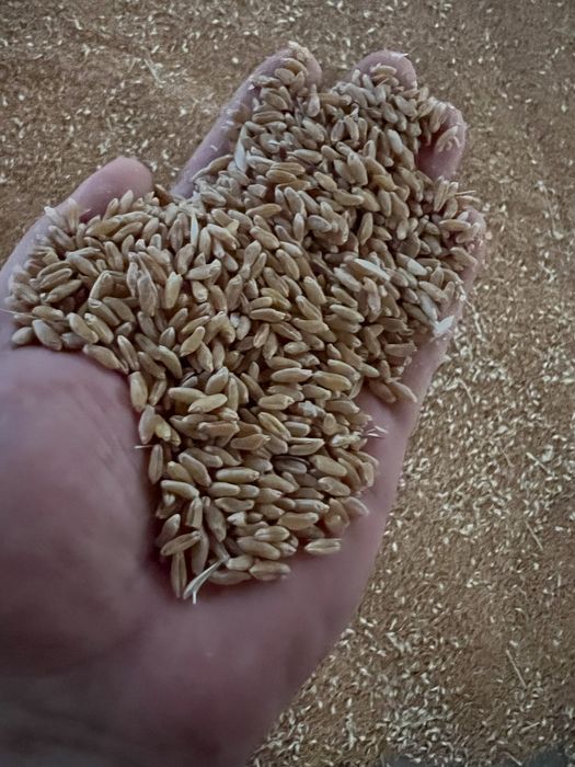 Grau dur cantitate 250 tone si porumb 100 tone