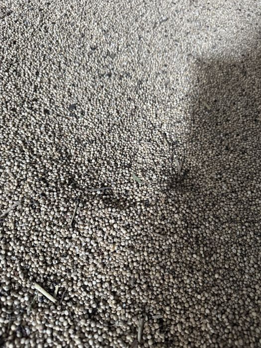 Сорго - Албинос / Царевица