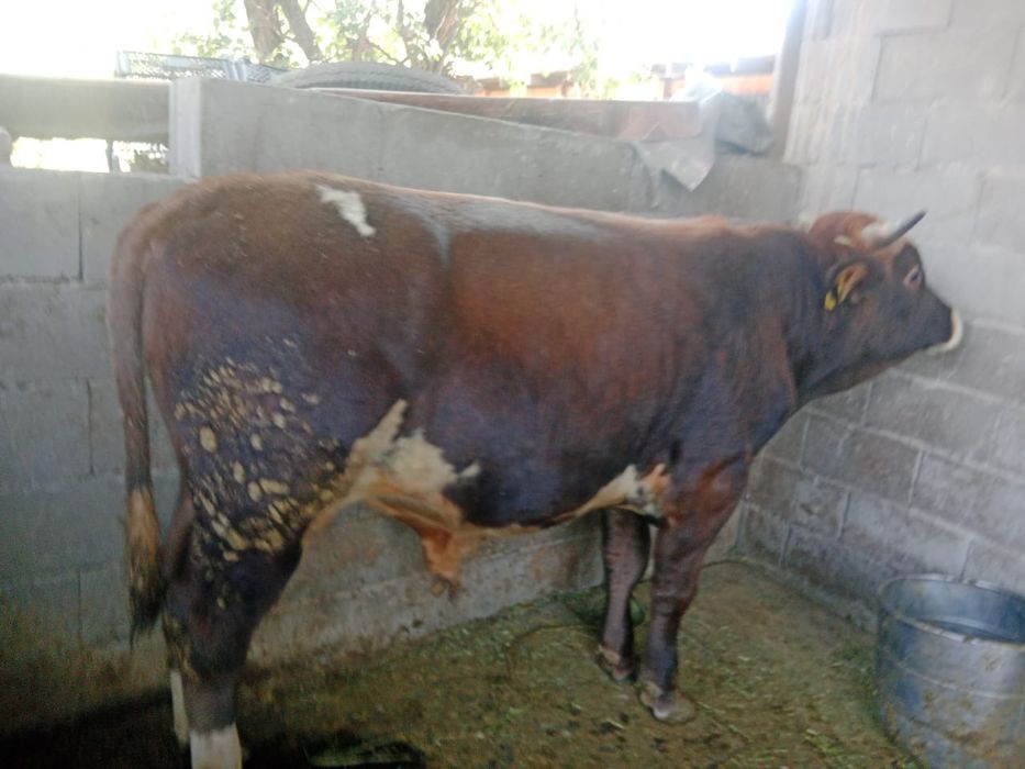 Продам быка живьём