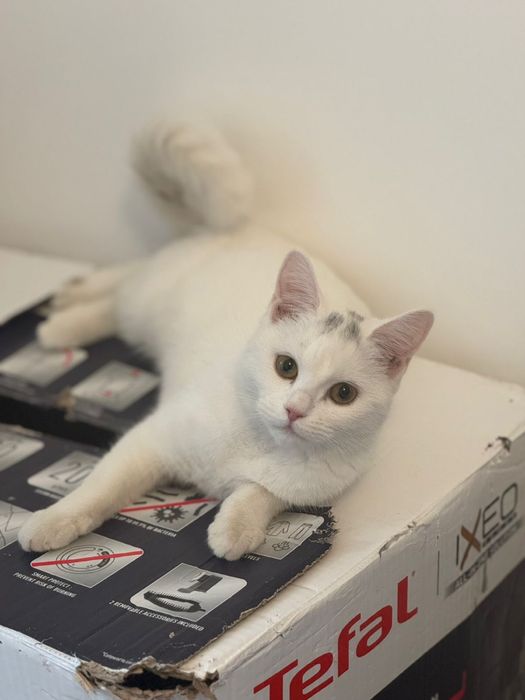 Отдам котенка, девочка