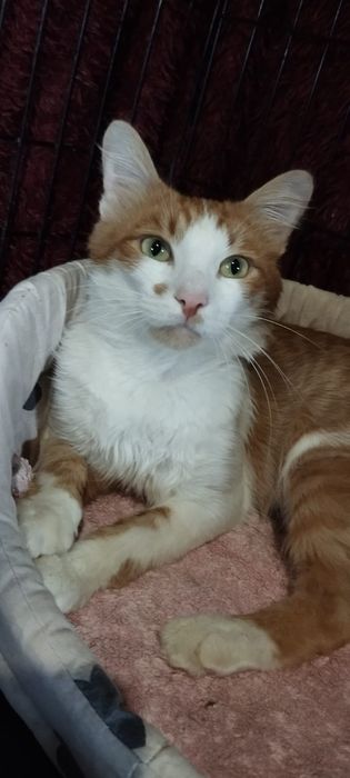 Отдам кота в хорошие руки