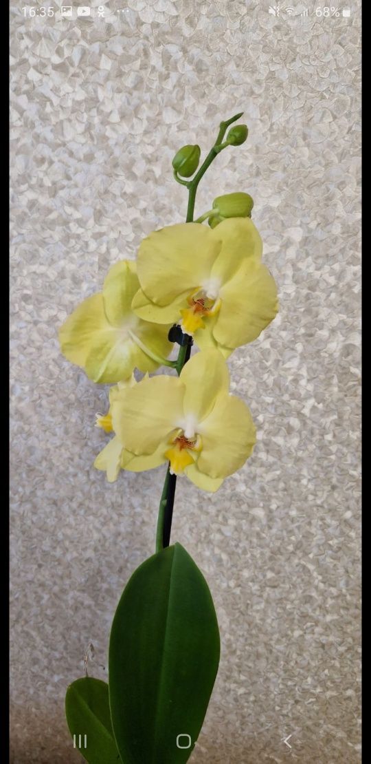 Продам орхидеи!!!