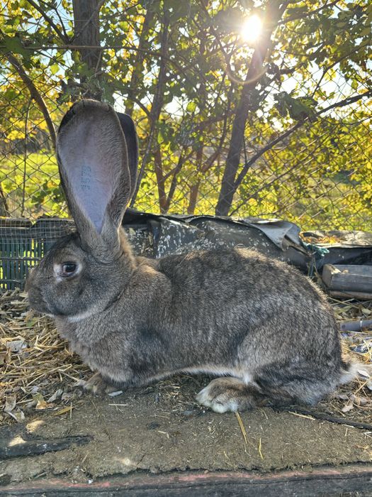 Vand femela urias german