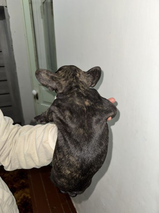 Щенки Французский бульдог