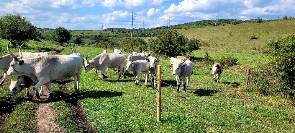 Sură de stepă Vițele și juninci disponibile