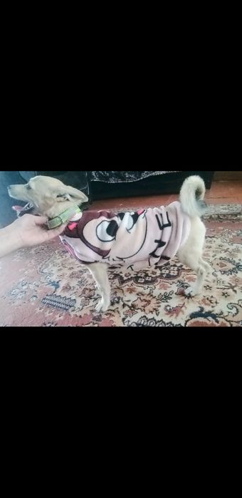 Отдам собаку в хорошие руки