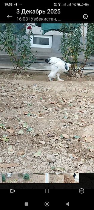 Светлий брама товуқлари.