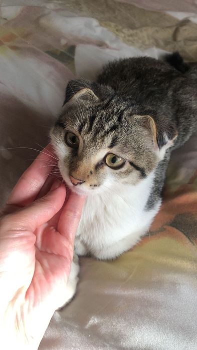 Продам кота  6 мес умный приучены домашний