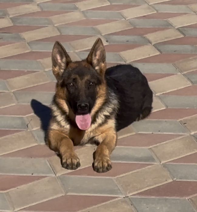 Femela ciobanesc german par scurt cu pedigree