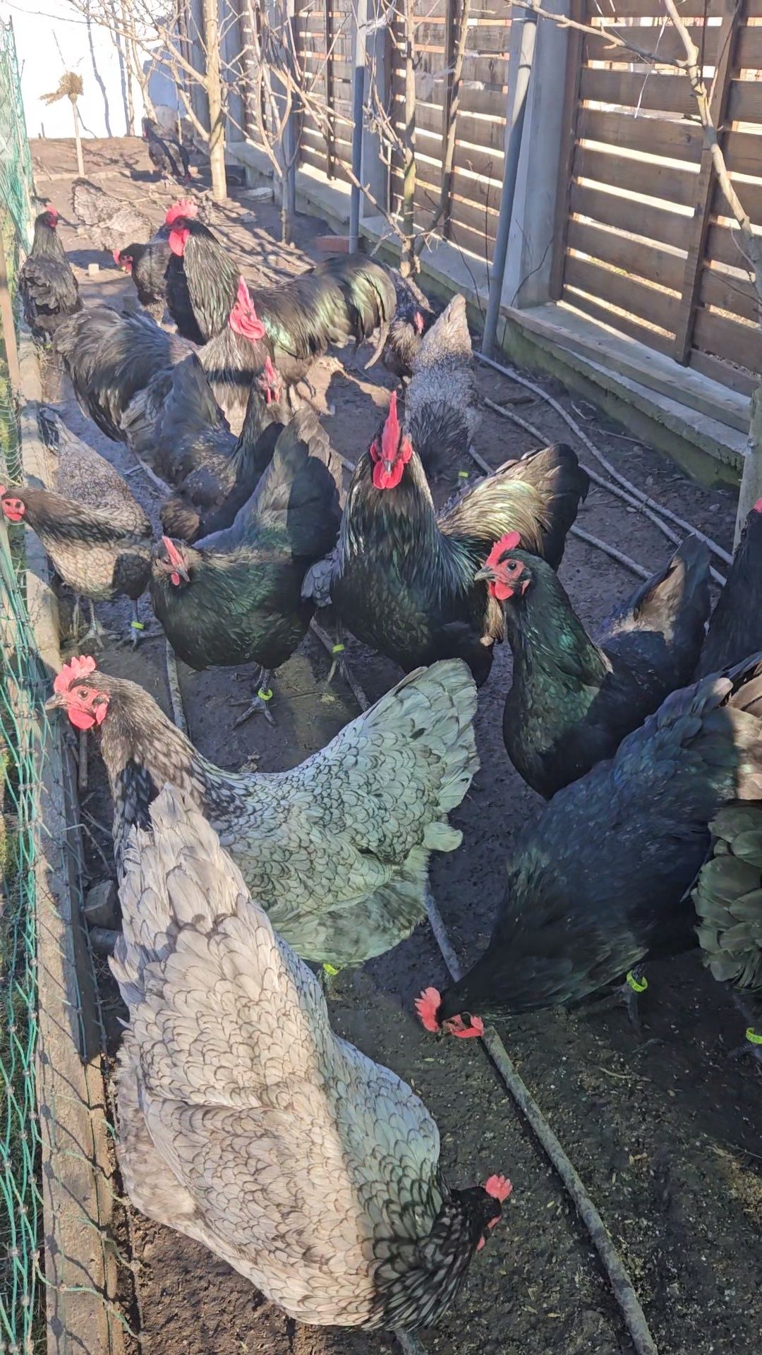 Australorp gaini cocosi Cluj Apahida