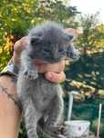 Шотландски клепоухи котенца