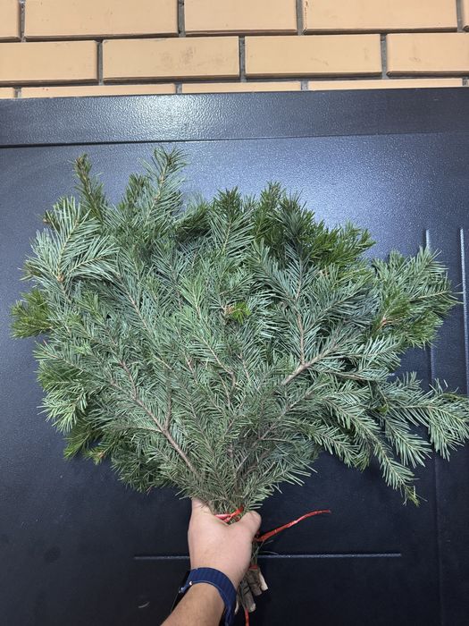 Пихтовые веники Свежие массивные