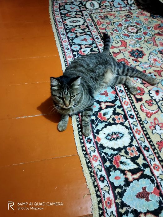 Отдам в хорошие руки