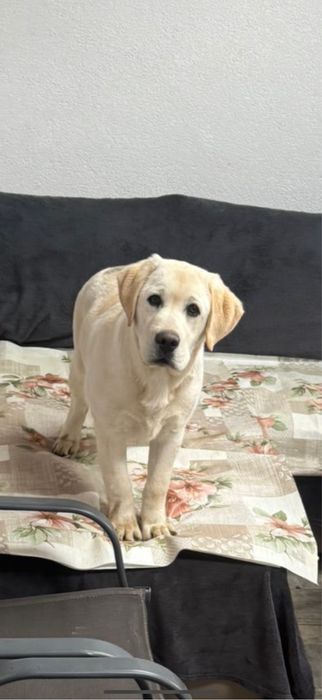 Labrador Retriver