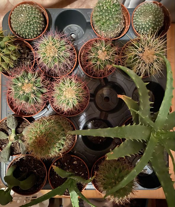 Мини кактусы цветущие и не цветущие ,алоэ