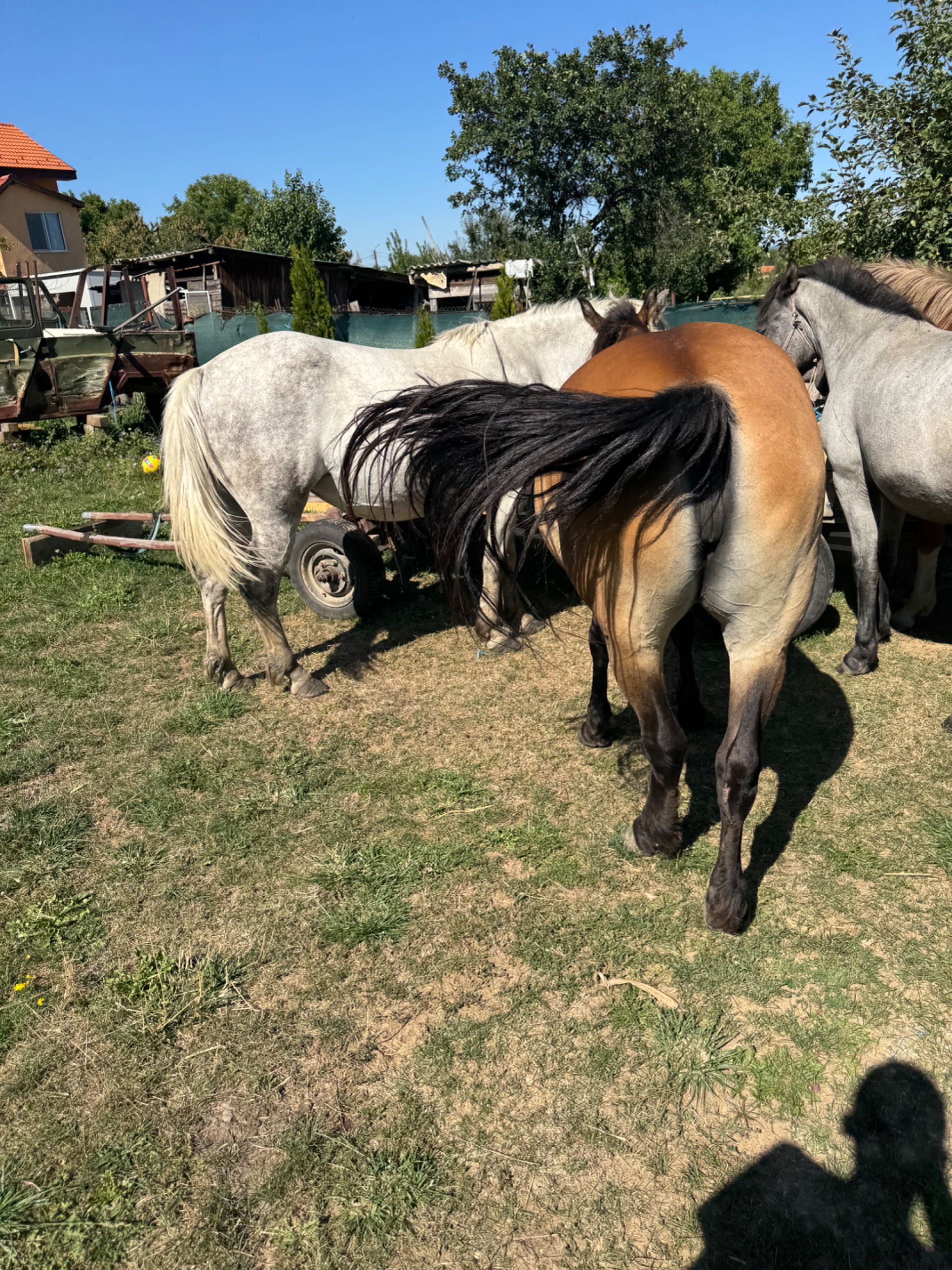 6 коня гр.Самоков