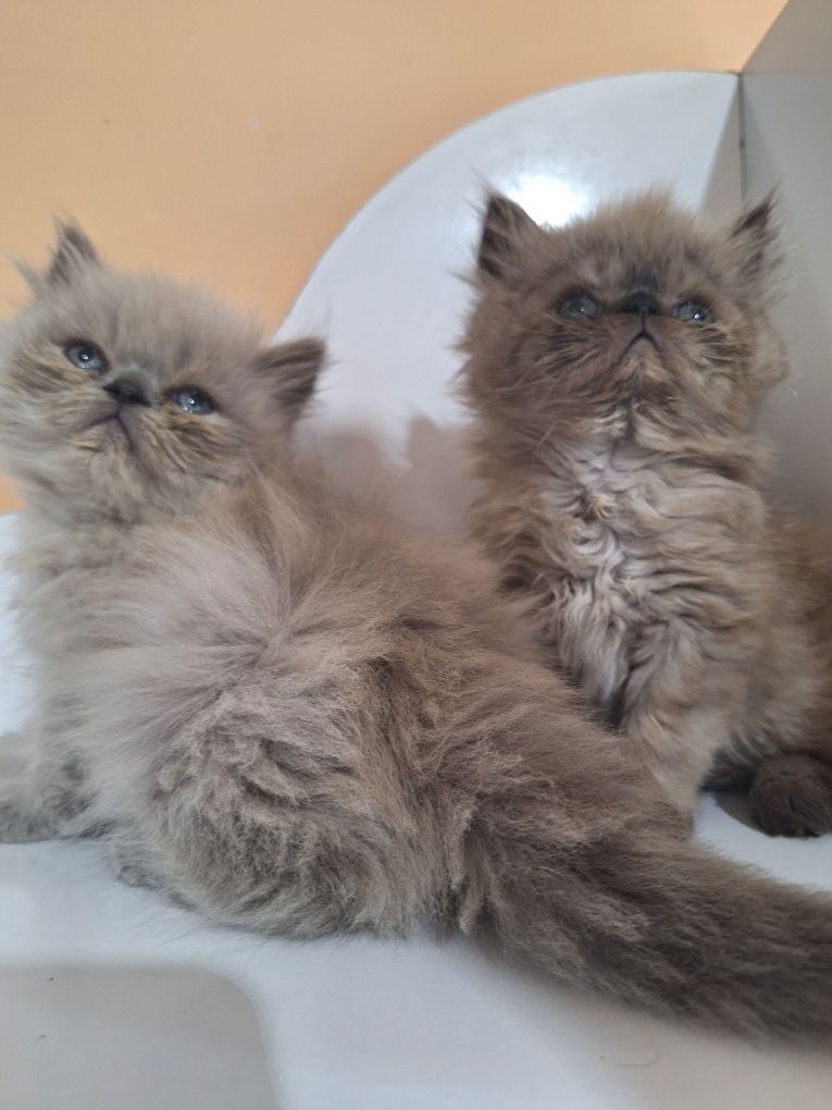 Персийски котенца