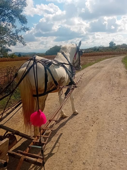 Vând iapa de 9/10 ani