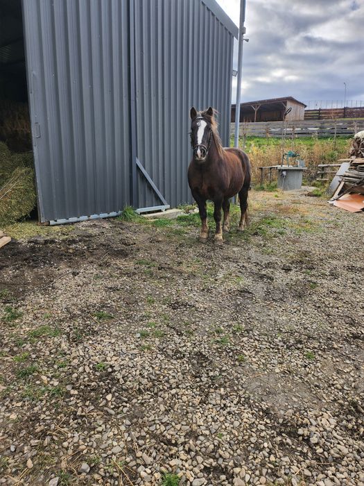 cal semigreu, peste 650 kg. , patru ani  se vinde s.au schimb cu oi ,