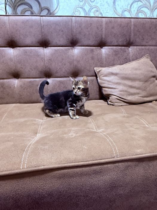 Bengalsky mushuk srochni sotiladi !!!