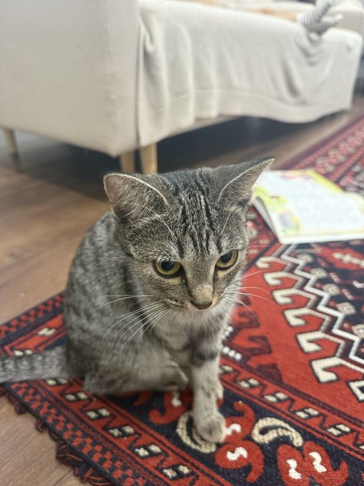 отдам кошку в хорошие руки