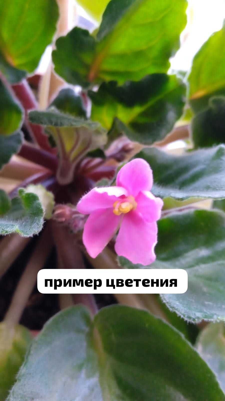 Продам фиалки. Листья на срез