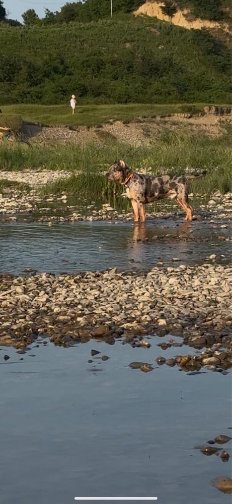 American Bully Blue Merle 7 luni mascul