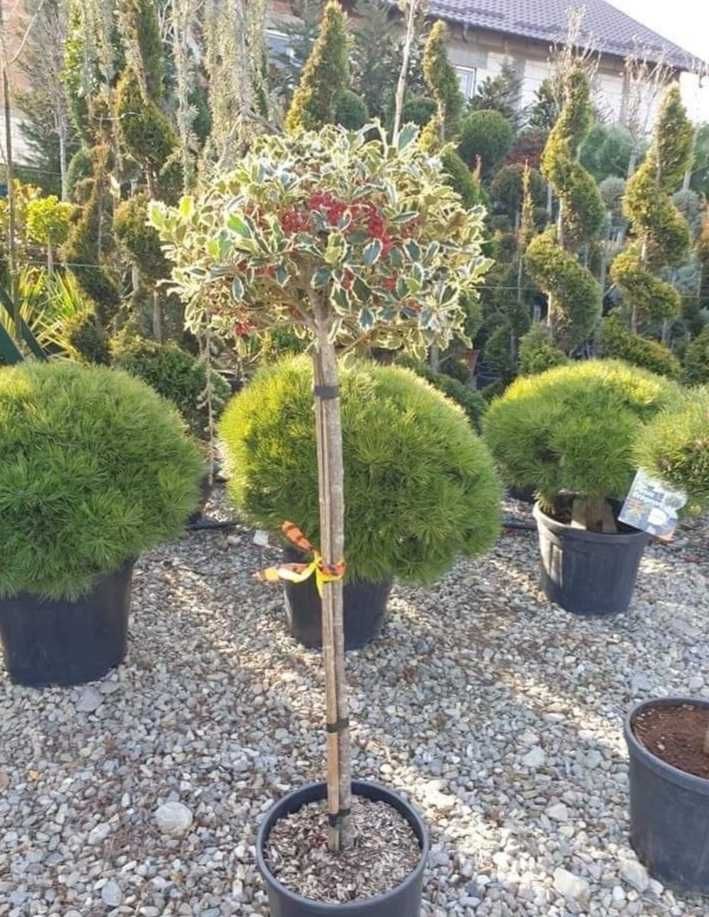 Plante ideale pentru grădini, curți și spații verzi