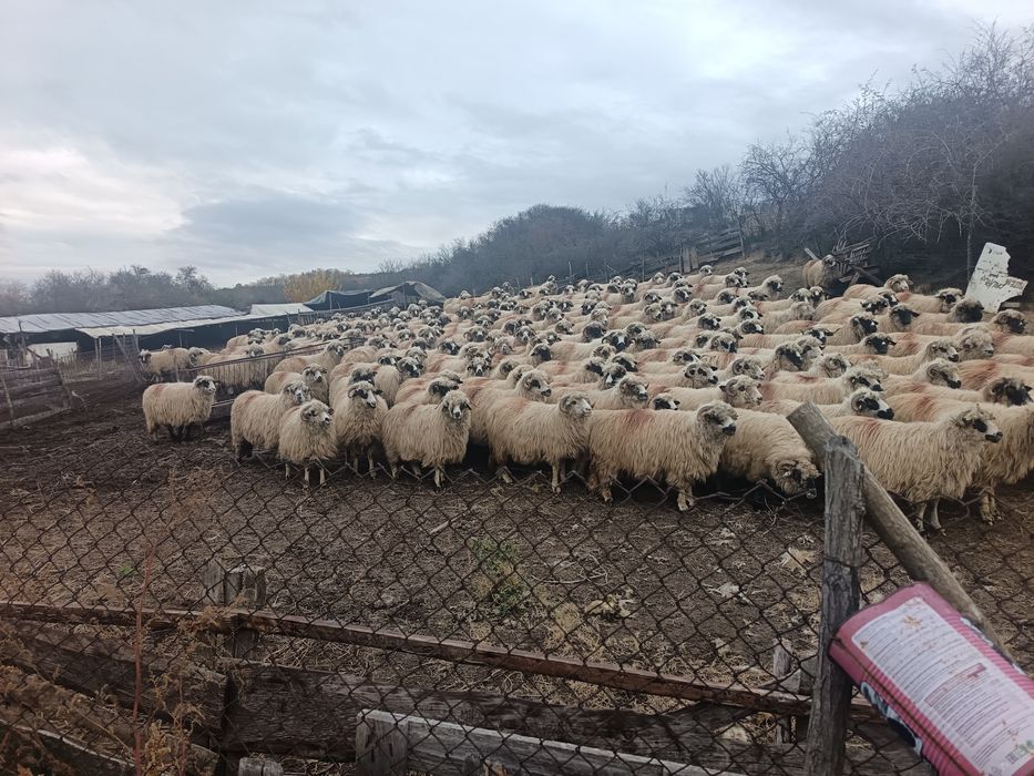 Oi turcane foarte bine grijite