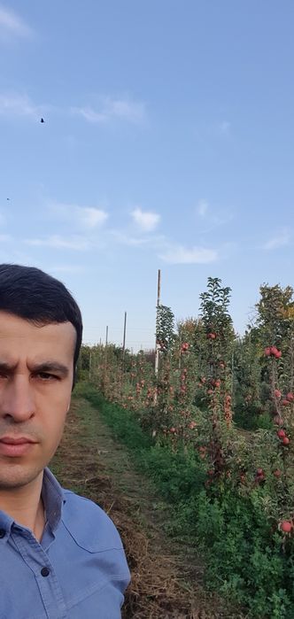 Pink lady olma nevalari sotiladi