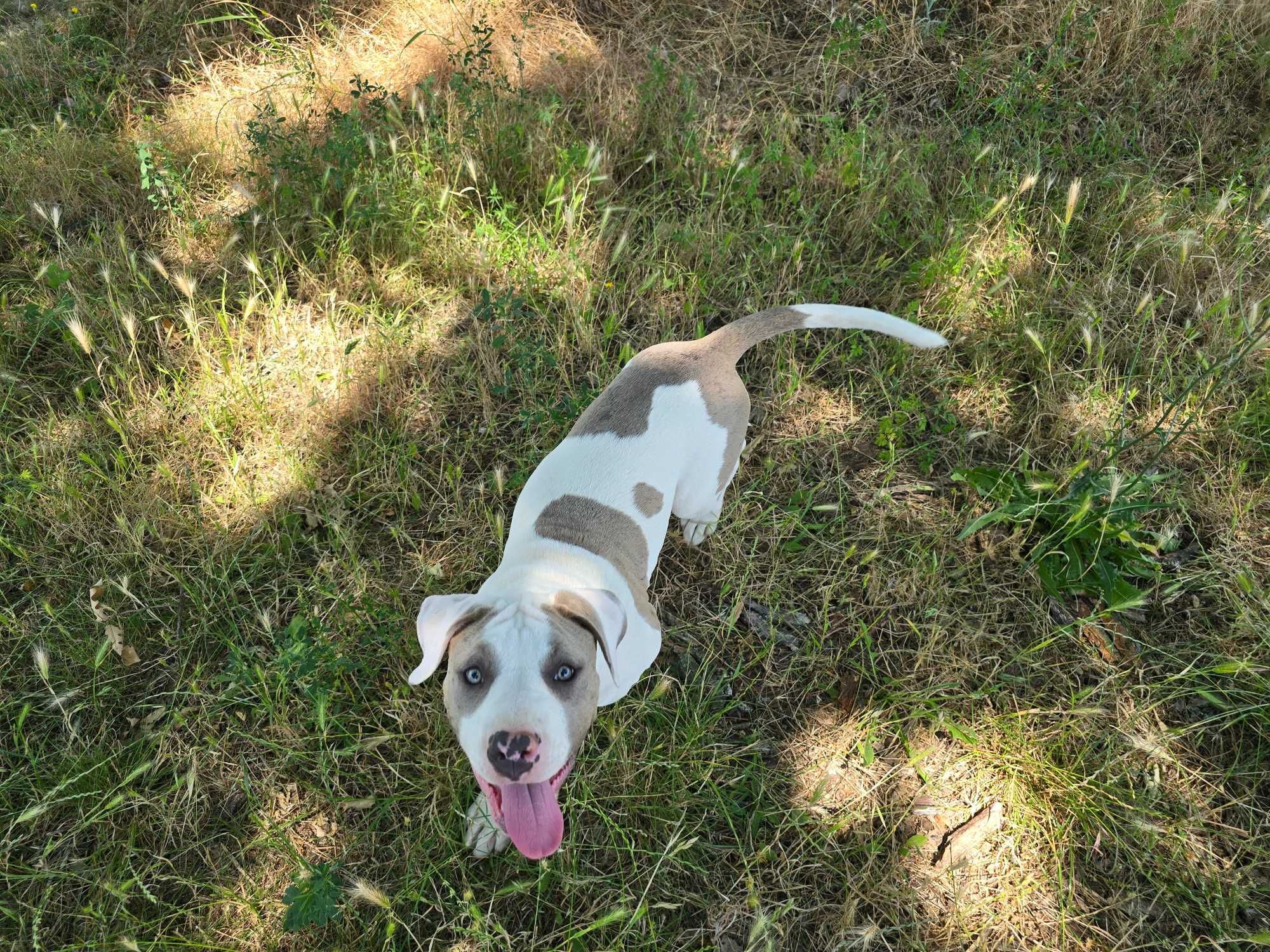 American Bully XL Женско куче  ,Були Хл