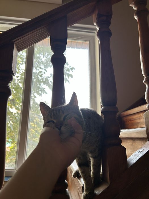 Ищу дом для кошечки