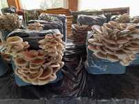 Compost gata pregatit insamantat cu Miceliu Pleurotus