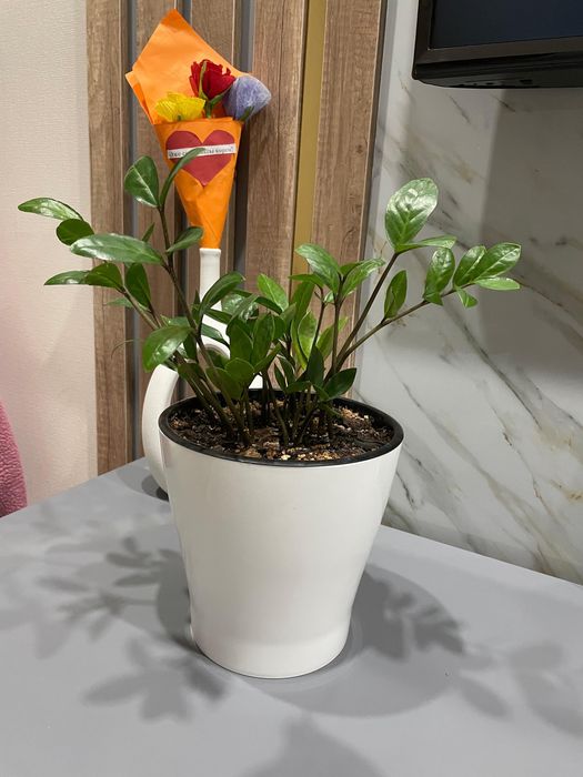 домашние цветы красивые