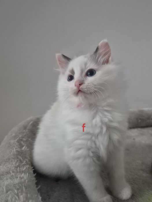 Ragdoll Bicolor frumos