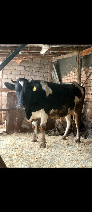 Rossiya paroda Gʻunajin sotiladi