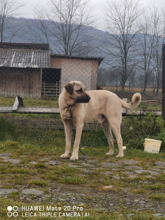 Kangal de vanzare