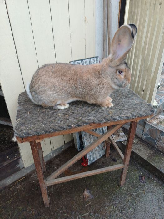 Iepuri uriasu german