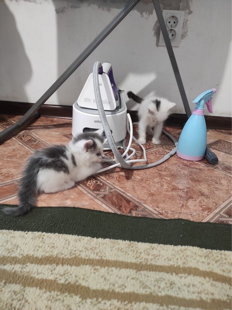 Отдам котят в добрые руки
