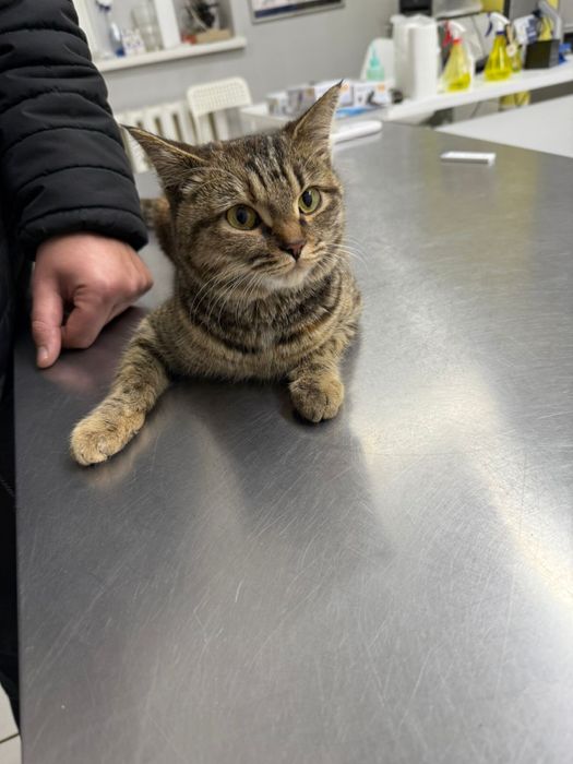 Котенок в добрые руки