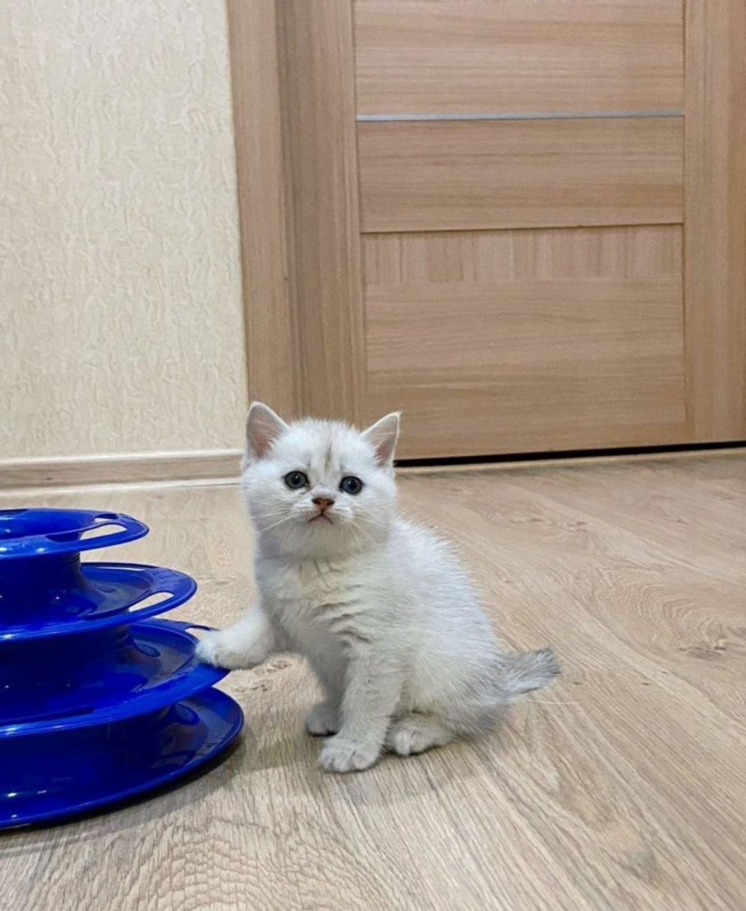 Кот на вязку шиншилла серебро, британец!