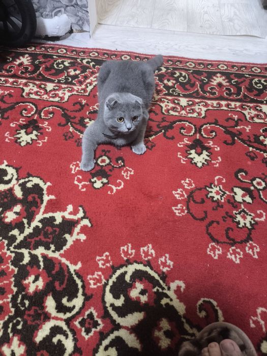 Связка шатланская кошка