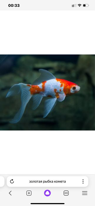 Продам  золотую рыбку