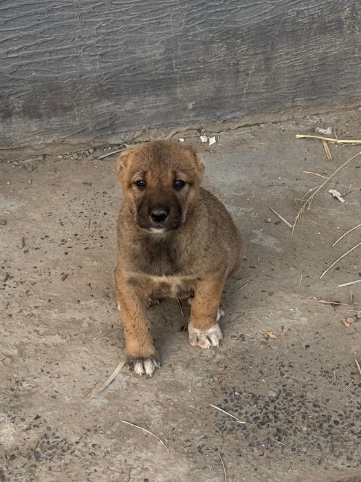 Кушык сатылады обмен бар багасы 35