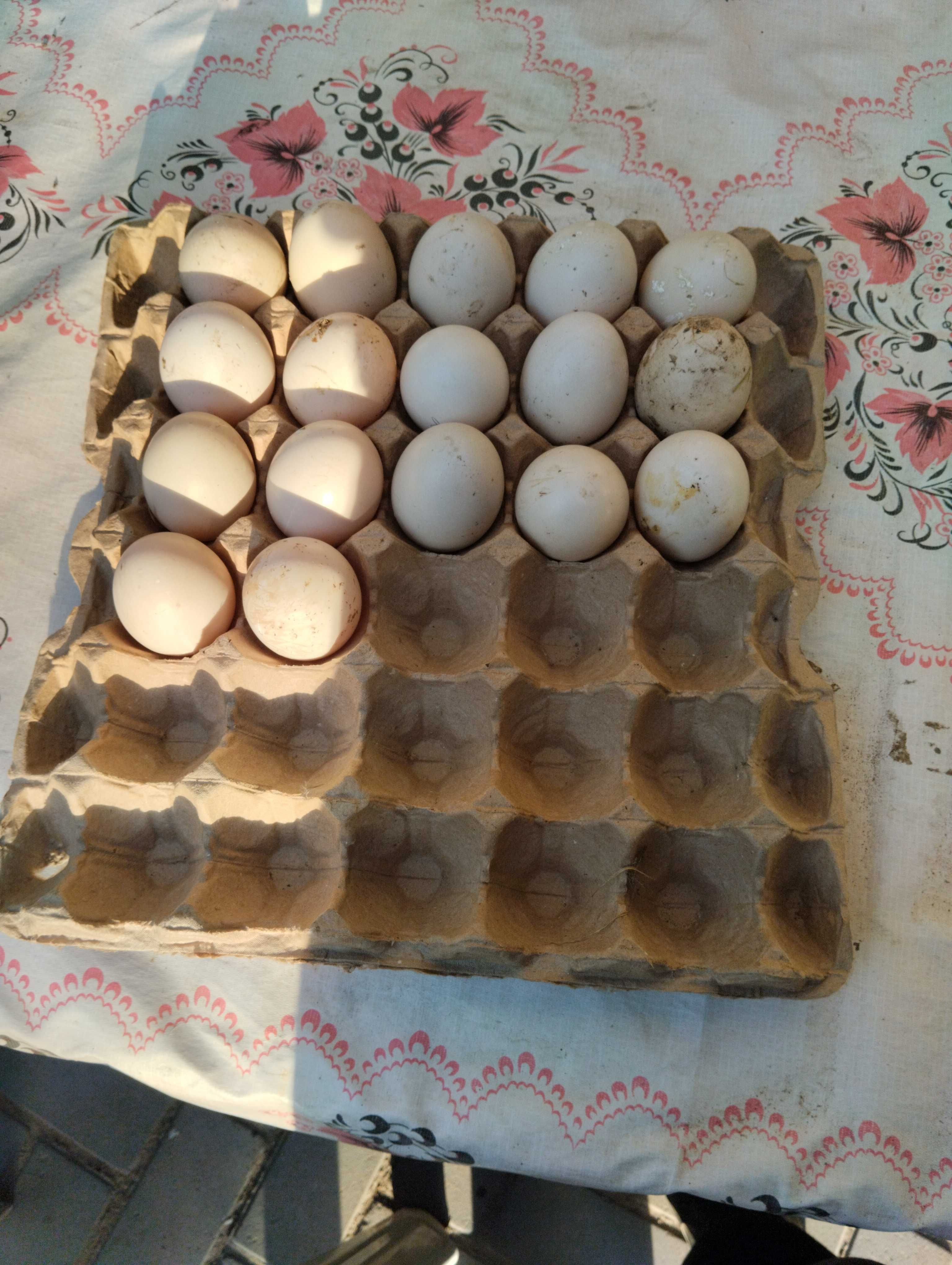 Яйцо индоутки для инкубации