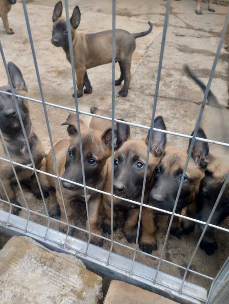 Белгийска Овчарка / Belgian Malinois