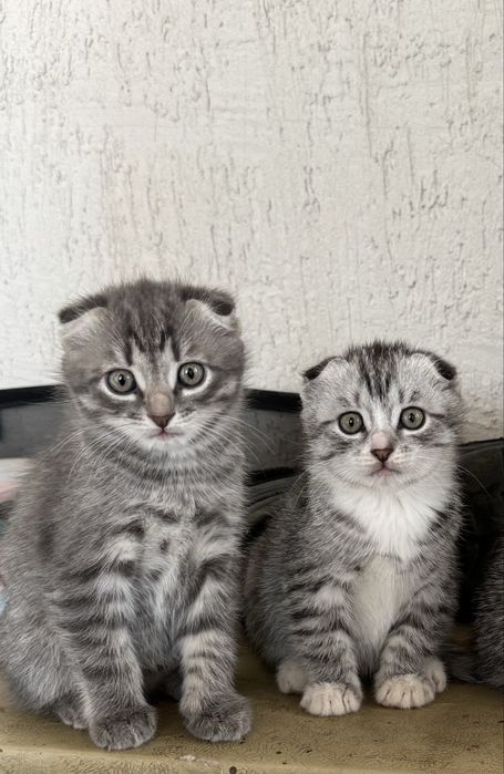 Продам котят в добрые руки